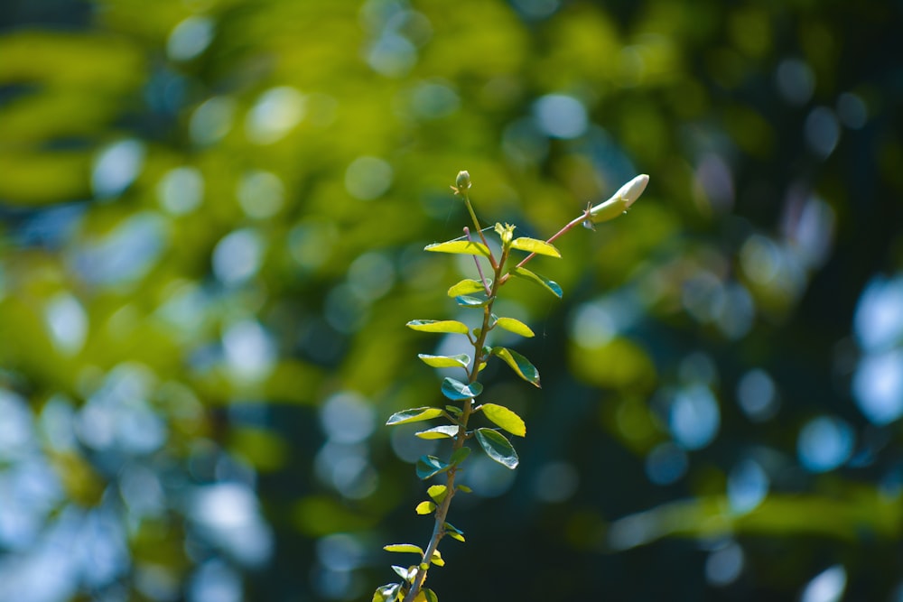 a close up of a plant