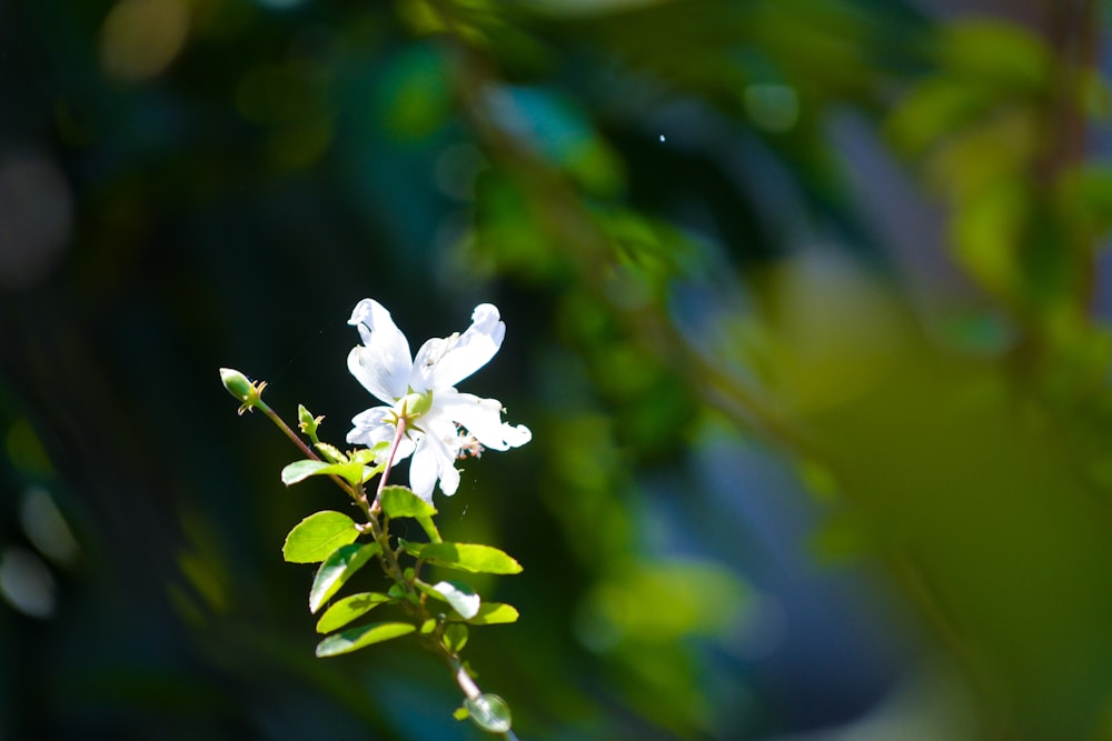 a close up of a flower