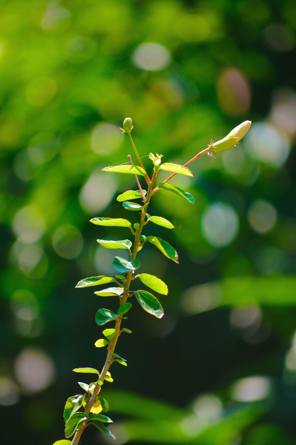 a close up of a plant