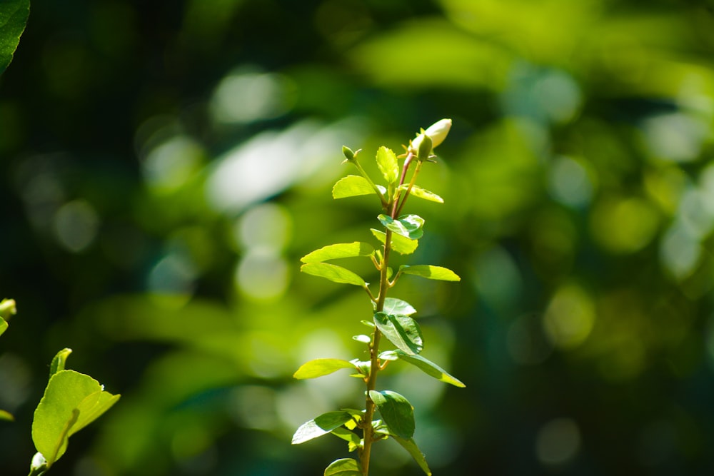 a close up of a plant