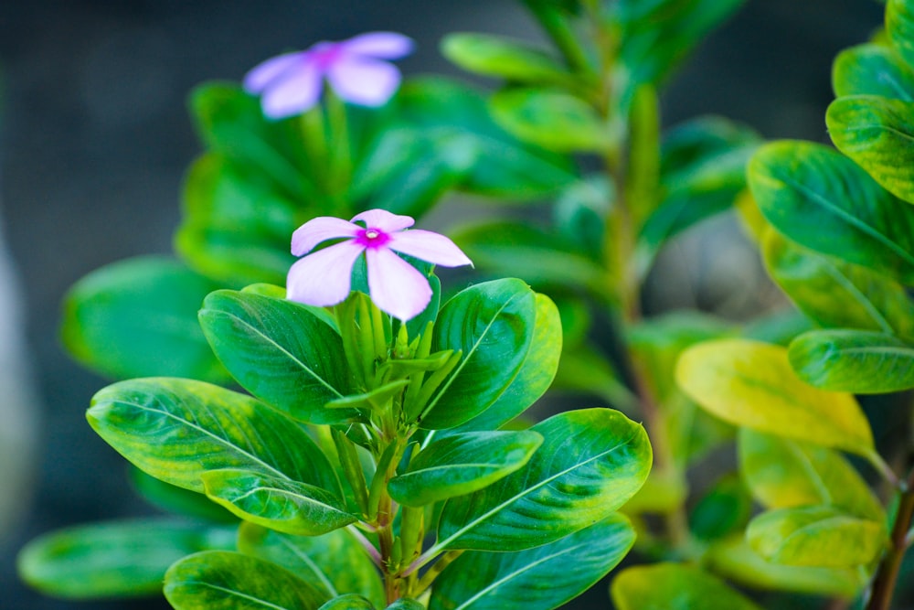 a close up of a flower