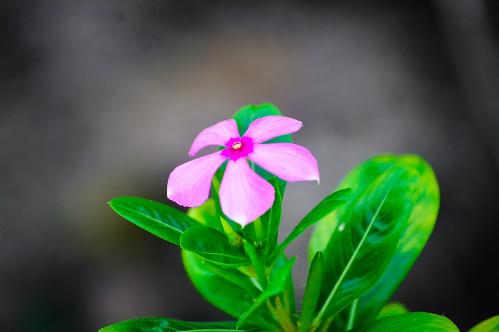 a pink flower on a plant