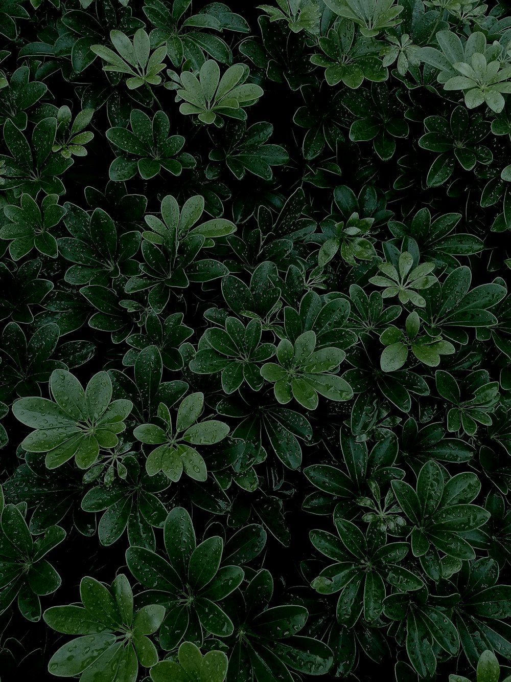 a group of green leaves