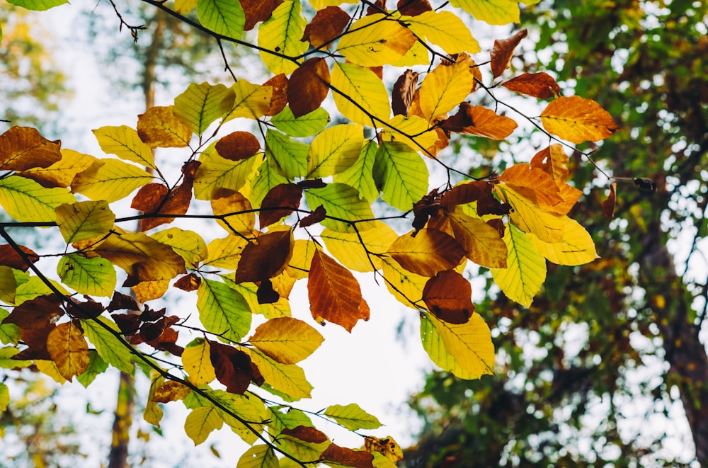 a tree with yellow leaves