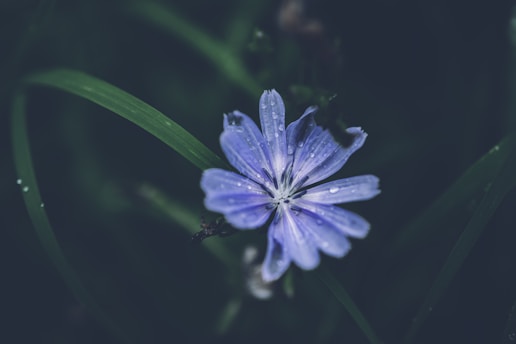 a close up of a flower