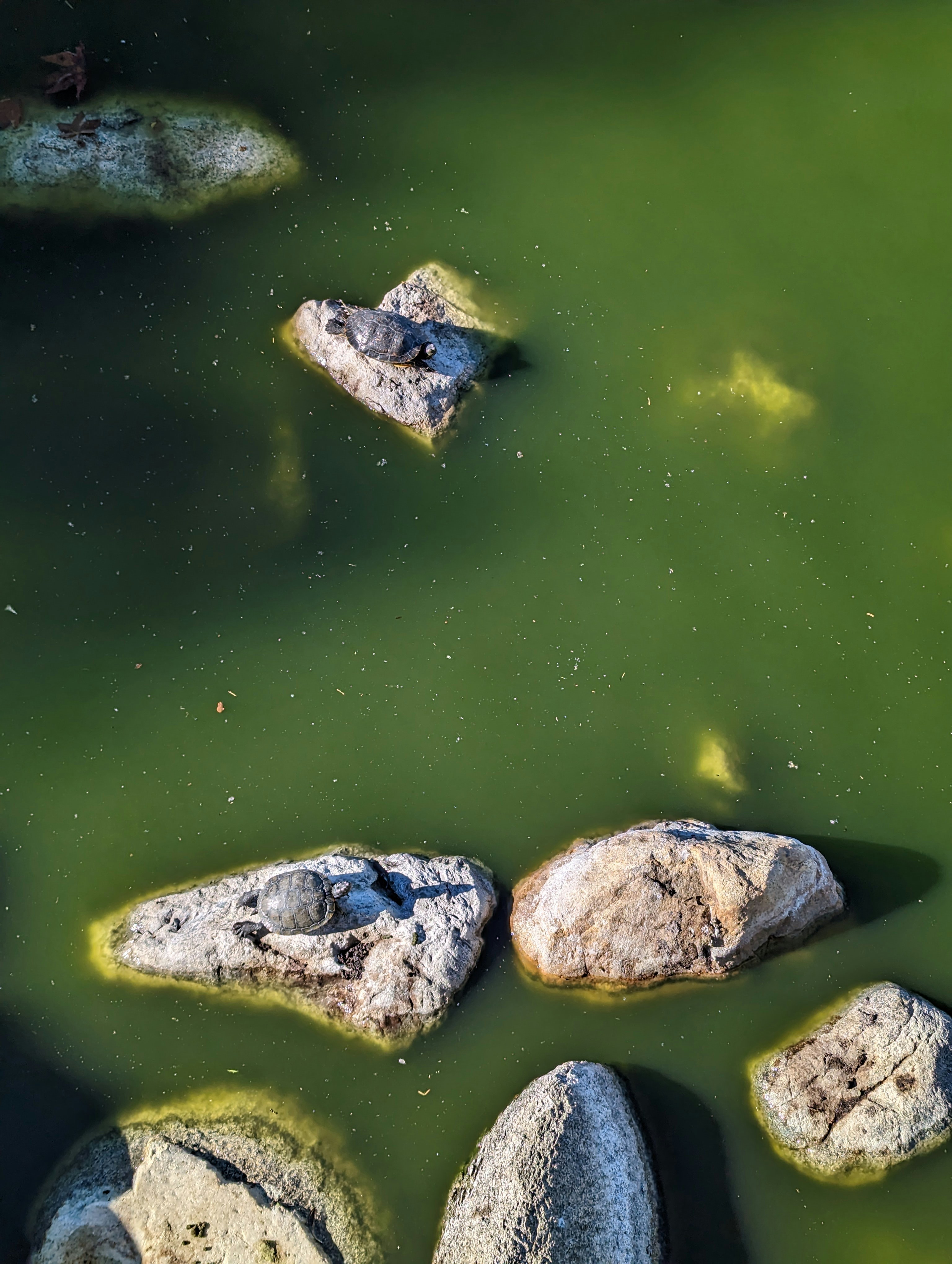 a group of turtles swimming in water