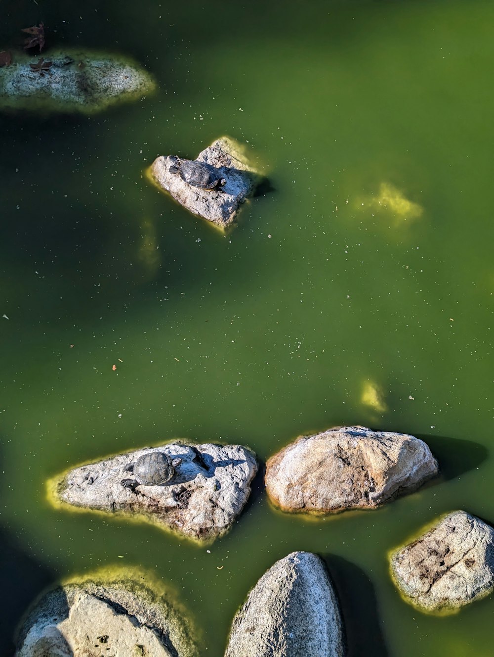 a group of turtles swimming in water