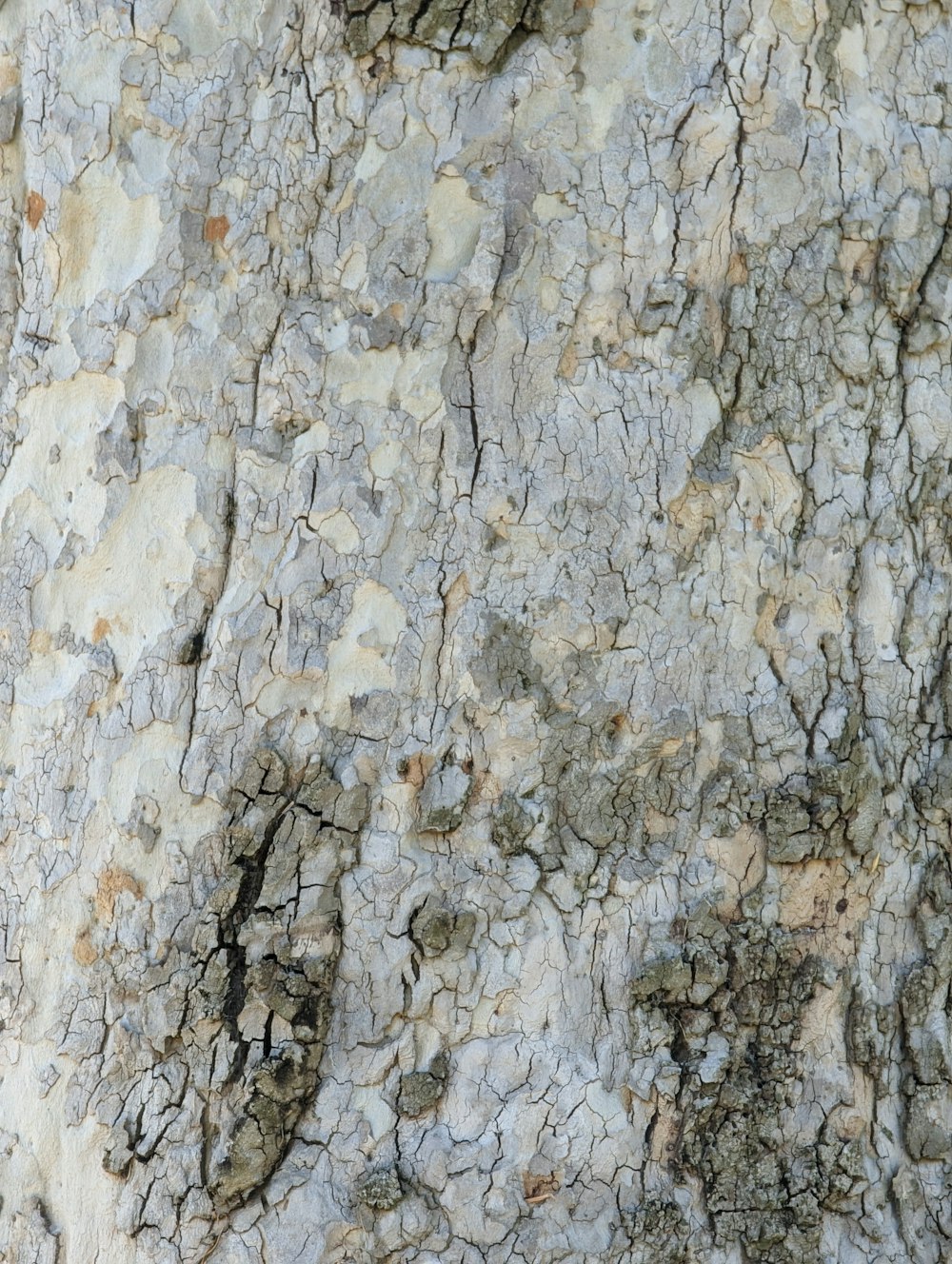 a close up of a tree bark