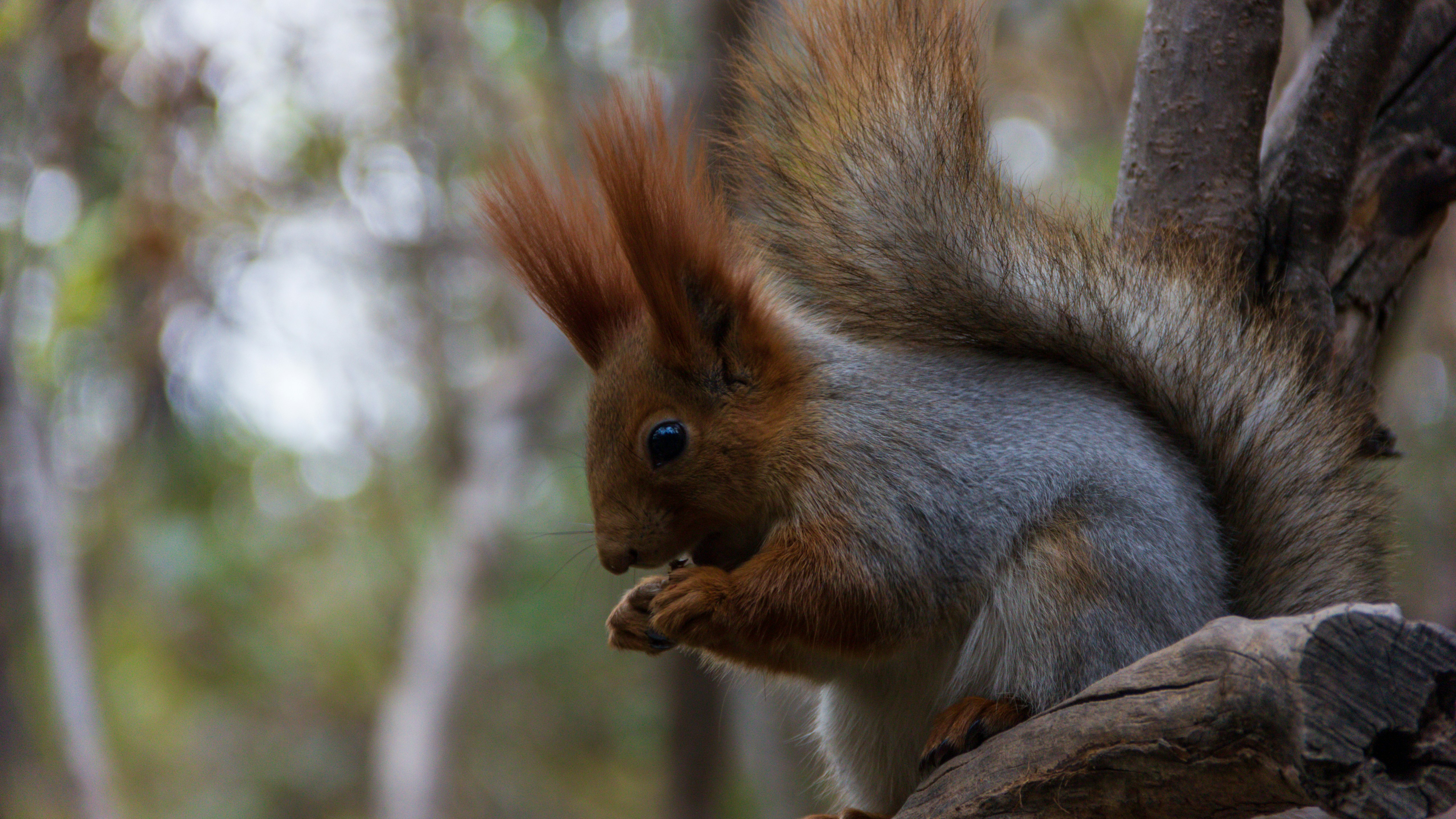 a squirrel on a tree branch