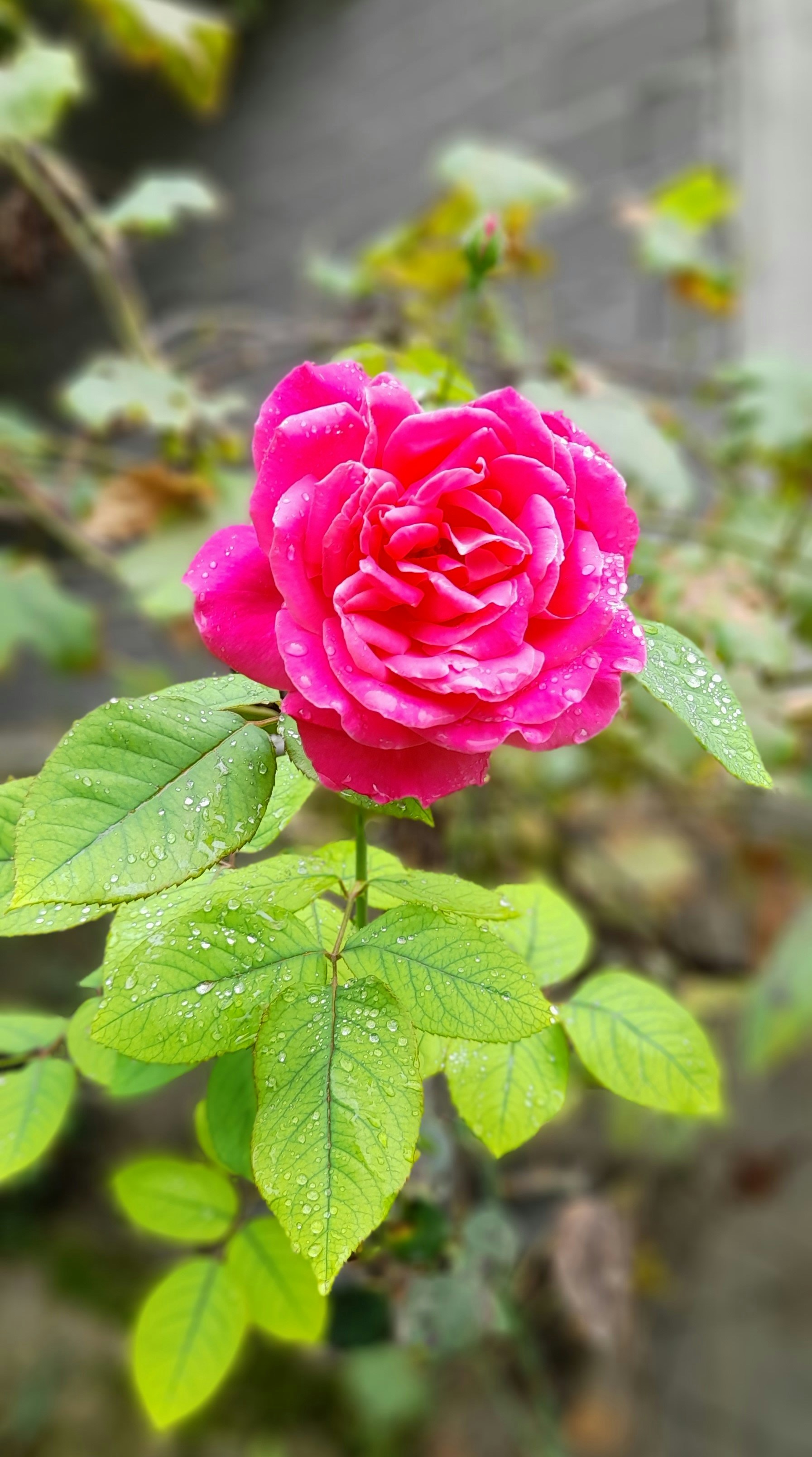 Pink Rose Flower Pictures | Download Free Images on Unsplash