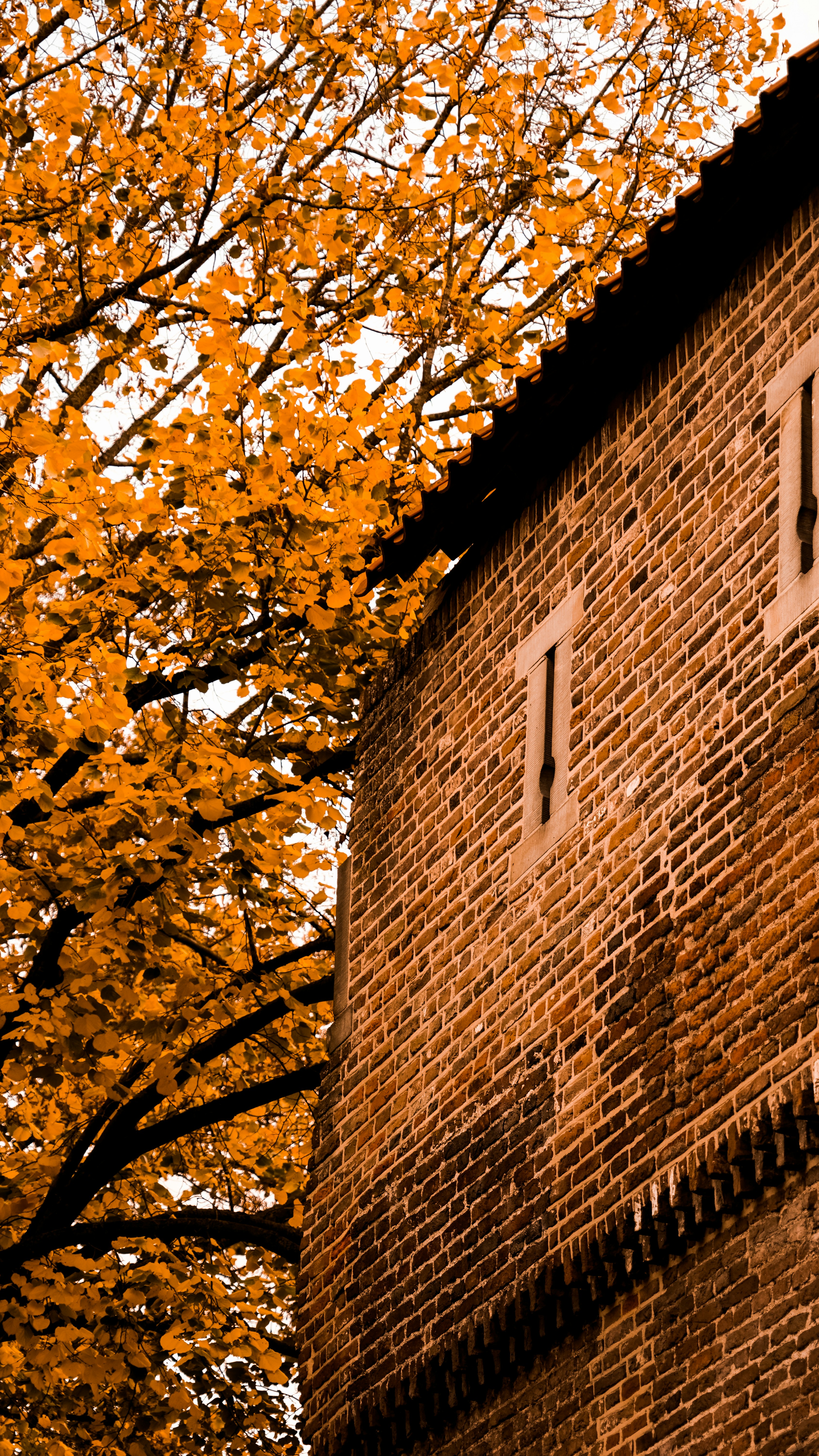 A brick building with a tree in front of it photo – Free Leaf Image on ...