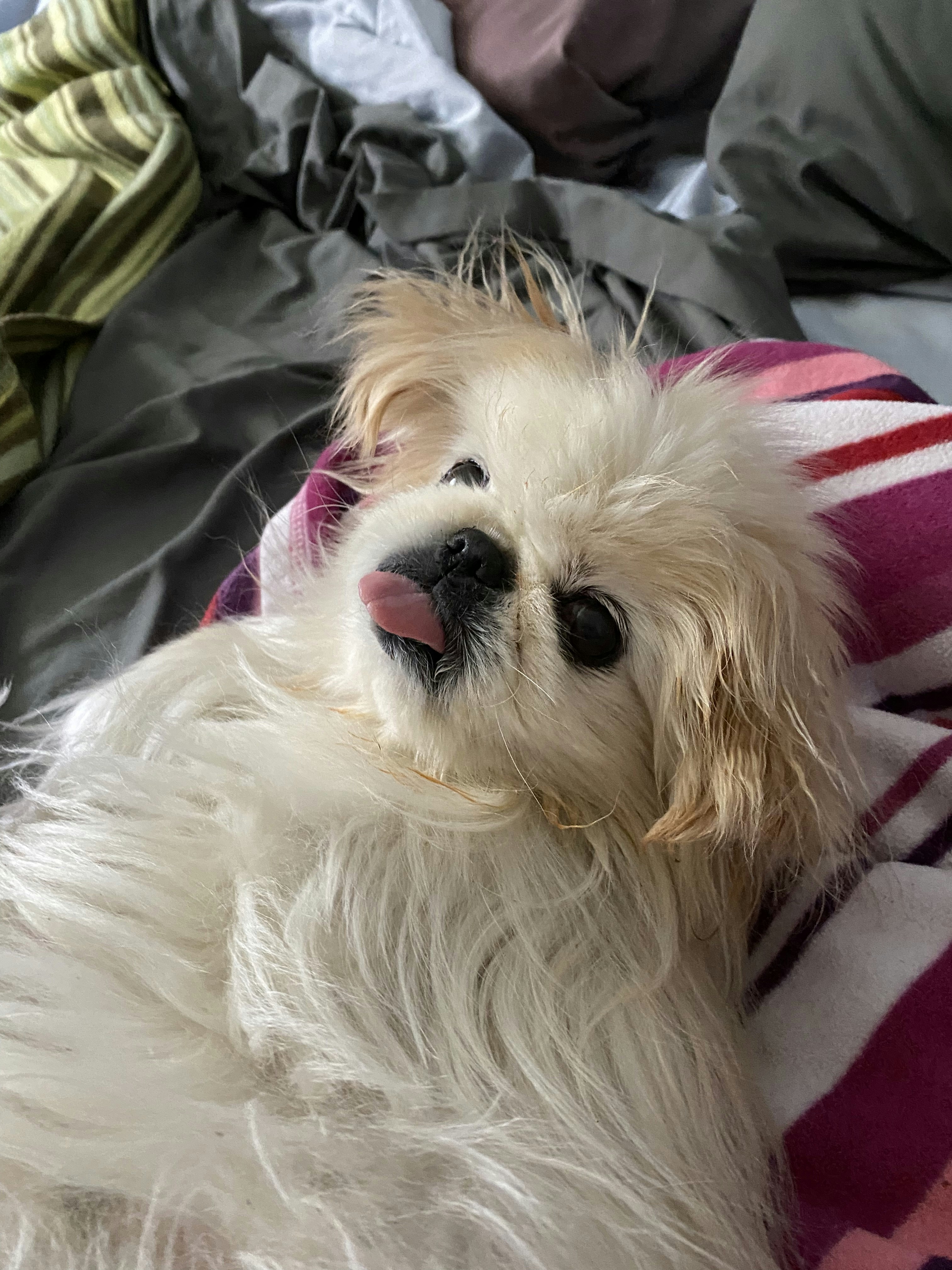 a dog lying on a bed