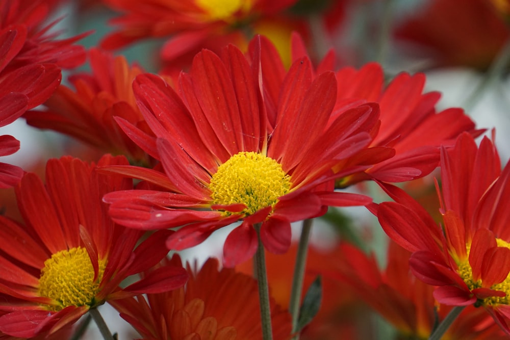 a group of red flowers