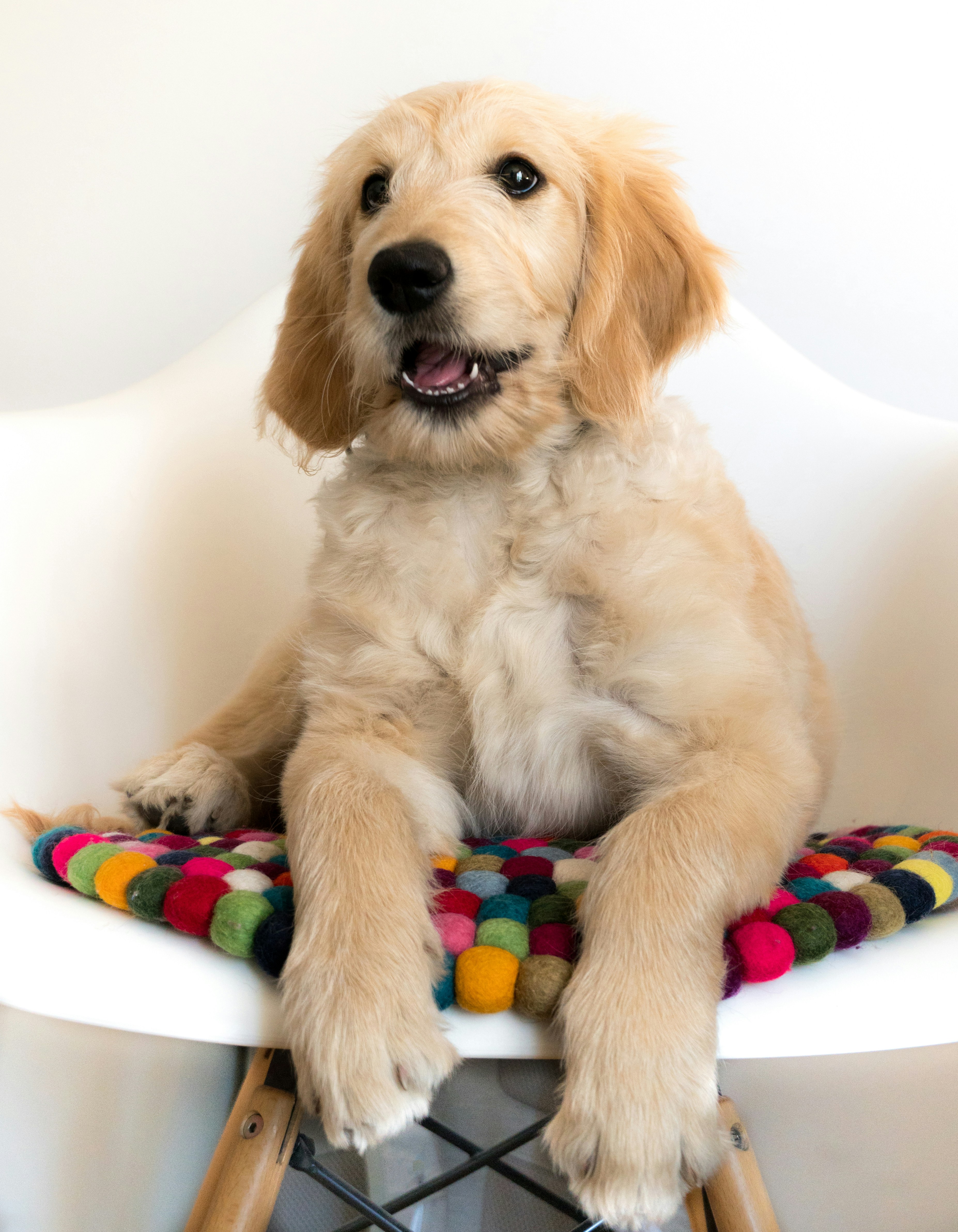 Un perro sentado en una silla