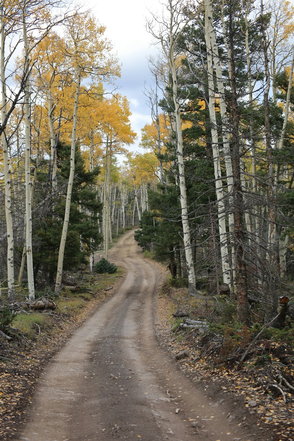 a dirt road in a forest