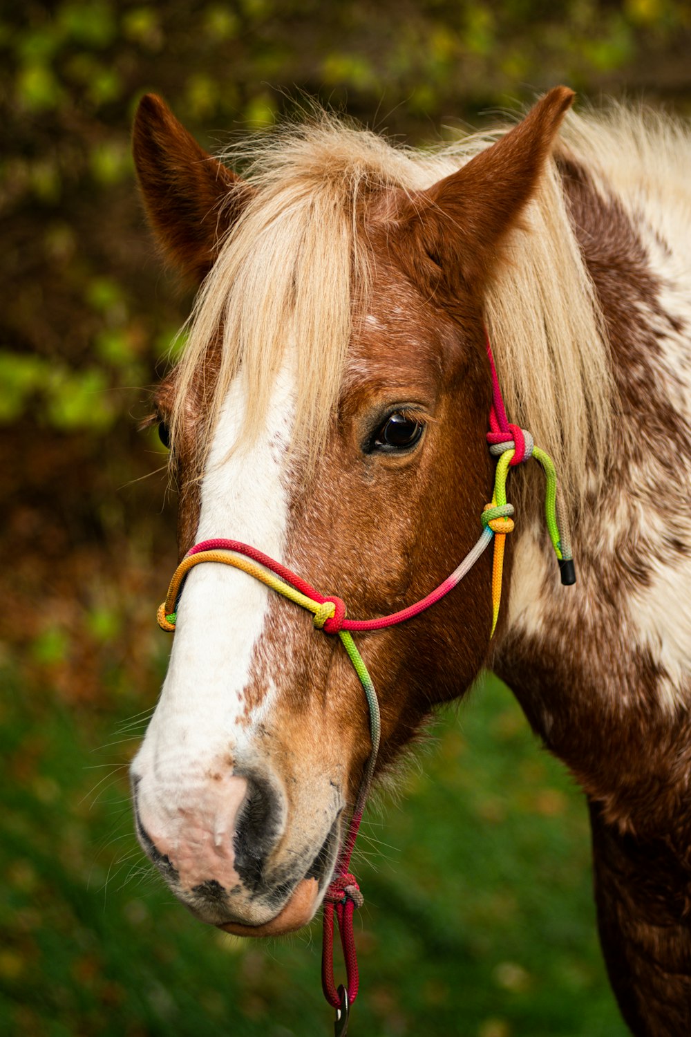 a horse with a red harness