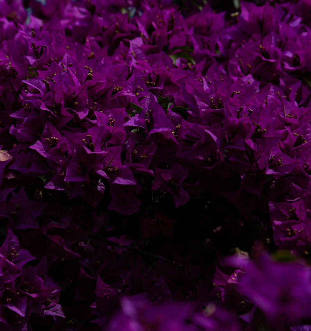 a close up of purple flowers