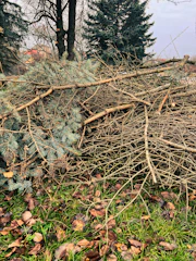 a pile of branches and leaves