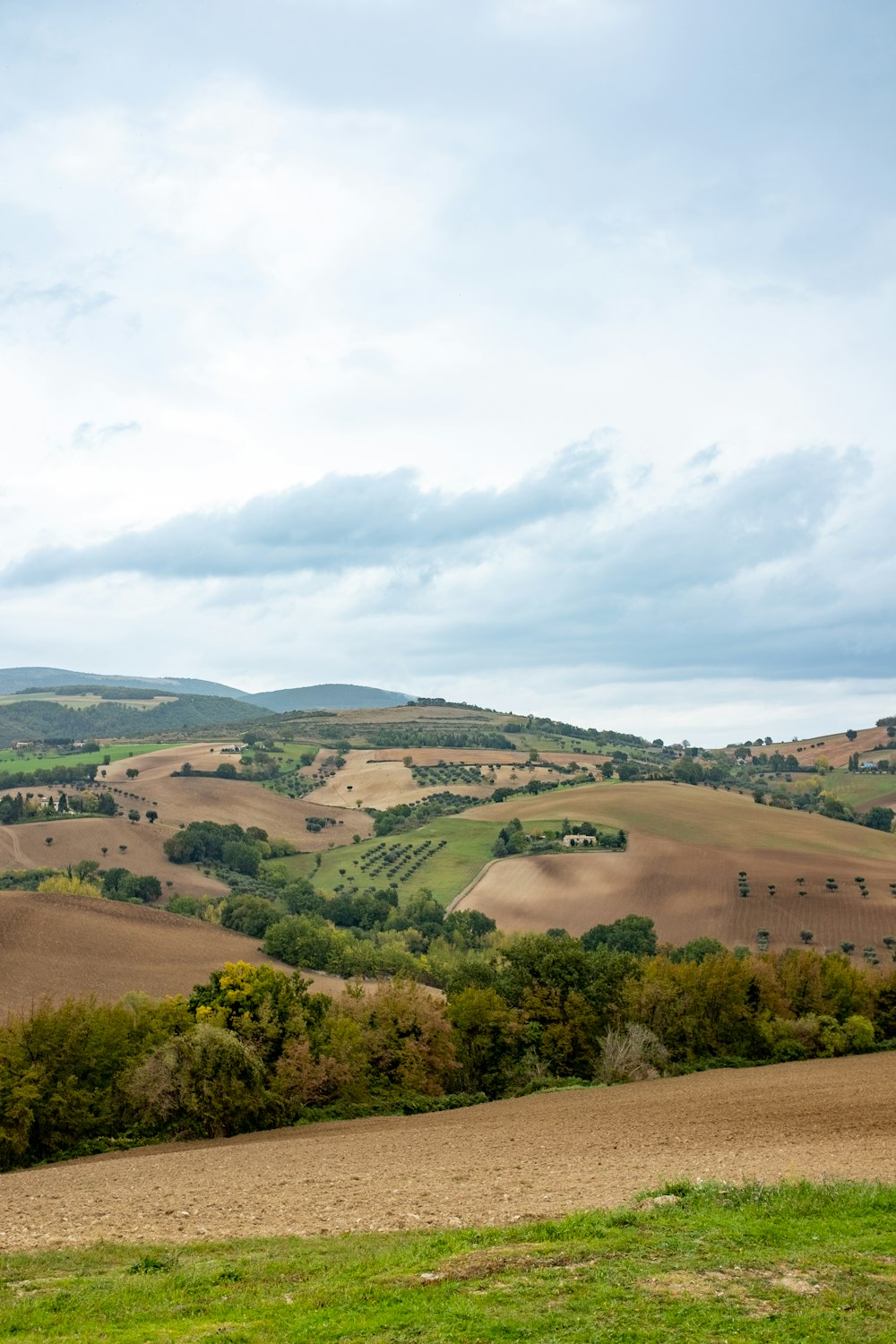 a landscape with trees and grass