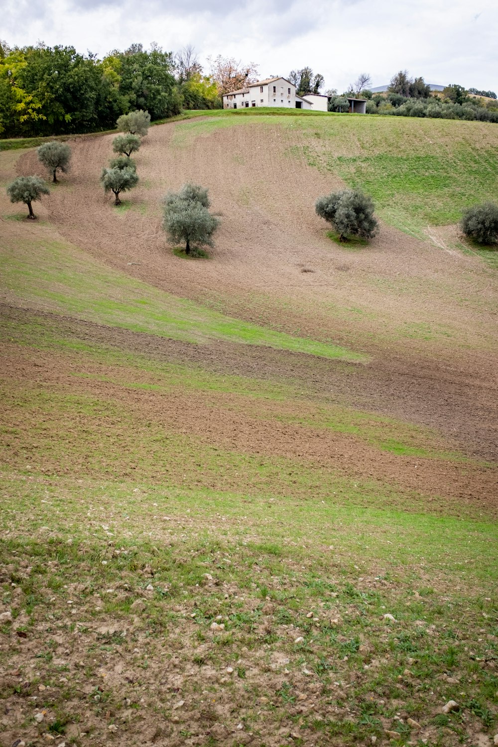 a field with trees and a house in the background