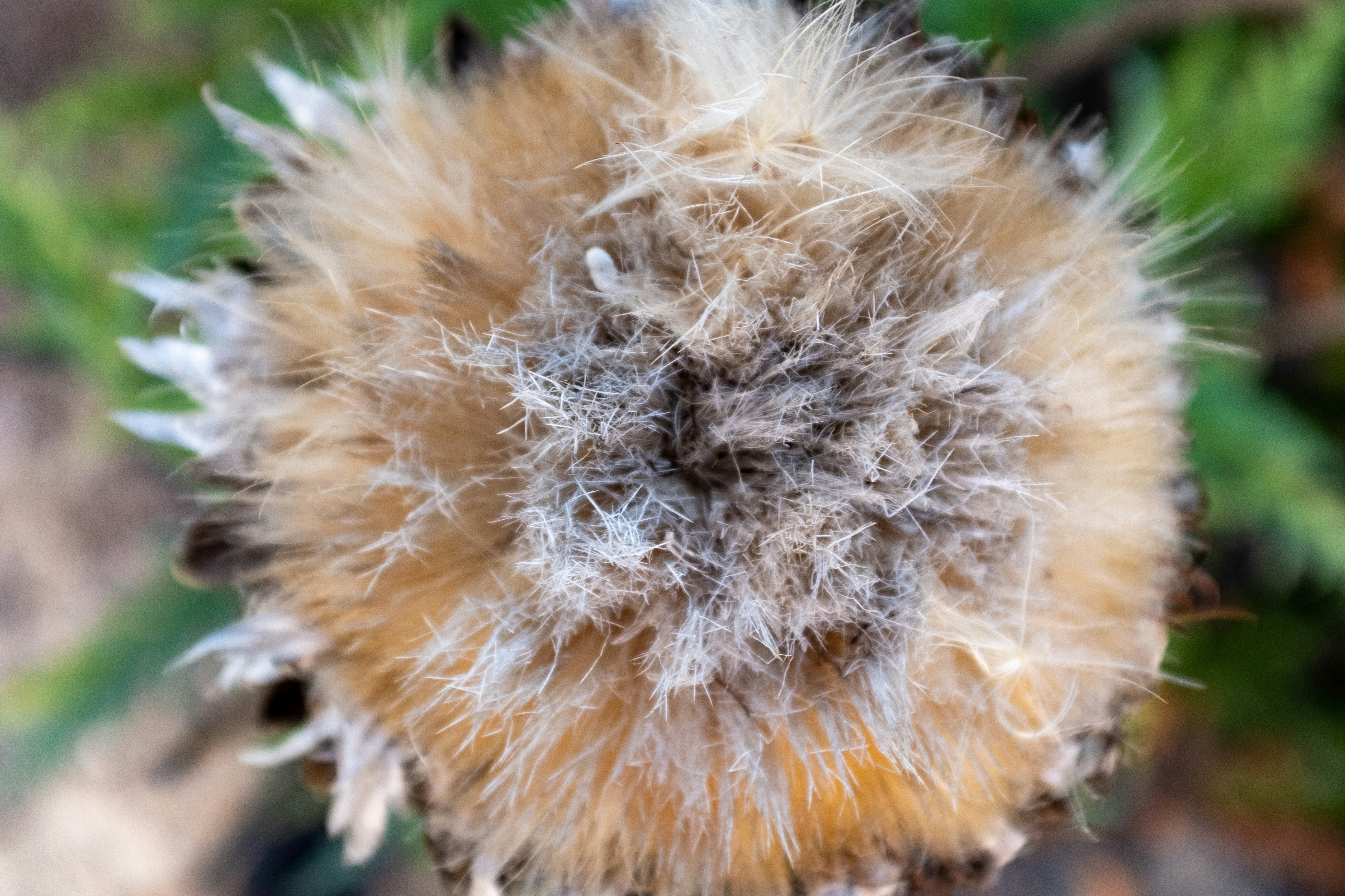 Photo by bernardhermant