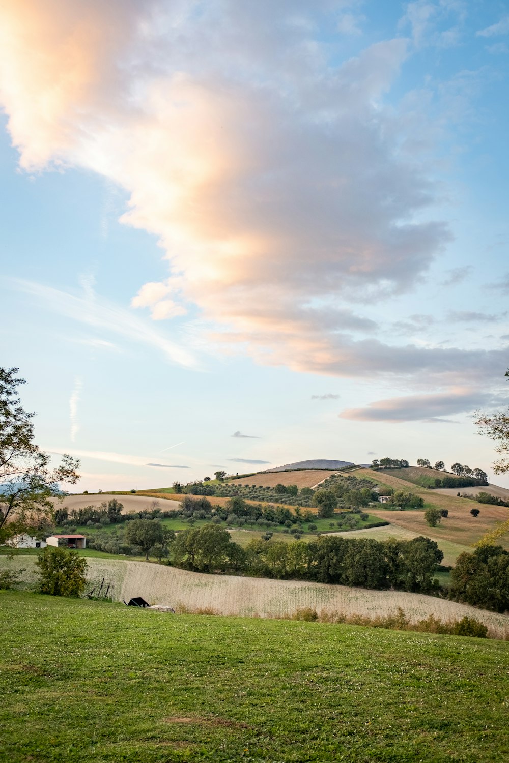 ein grasbewachsenes Feld mit Bäumen und einer Mauer im Hintergrund