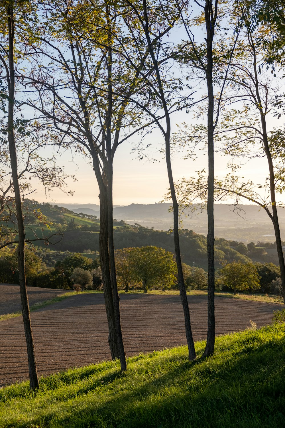 une vue d’un champ avec des arbres et une clôture