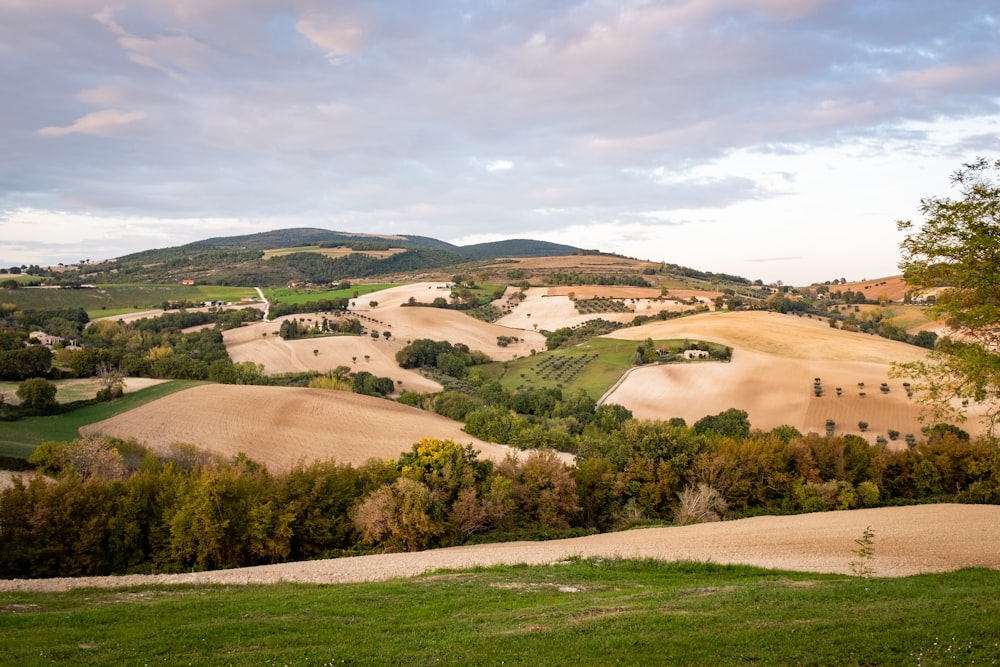 Un paysage avec des arbres et de l’herbe