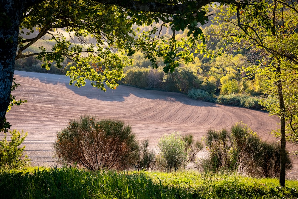 a dirt hill with trees on the side