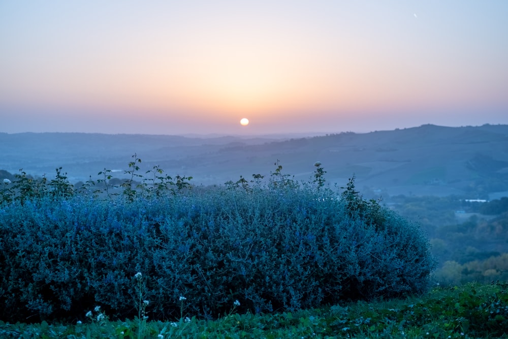 a landscape with trees and a sunset