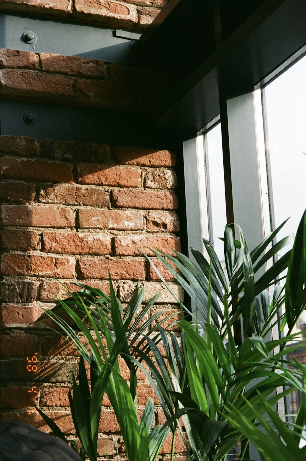 a brick wall with plants growing out of it