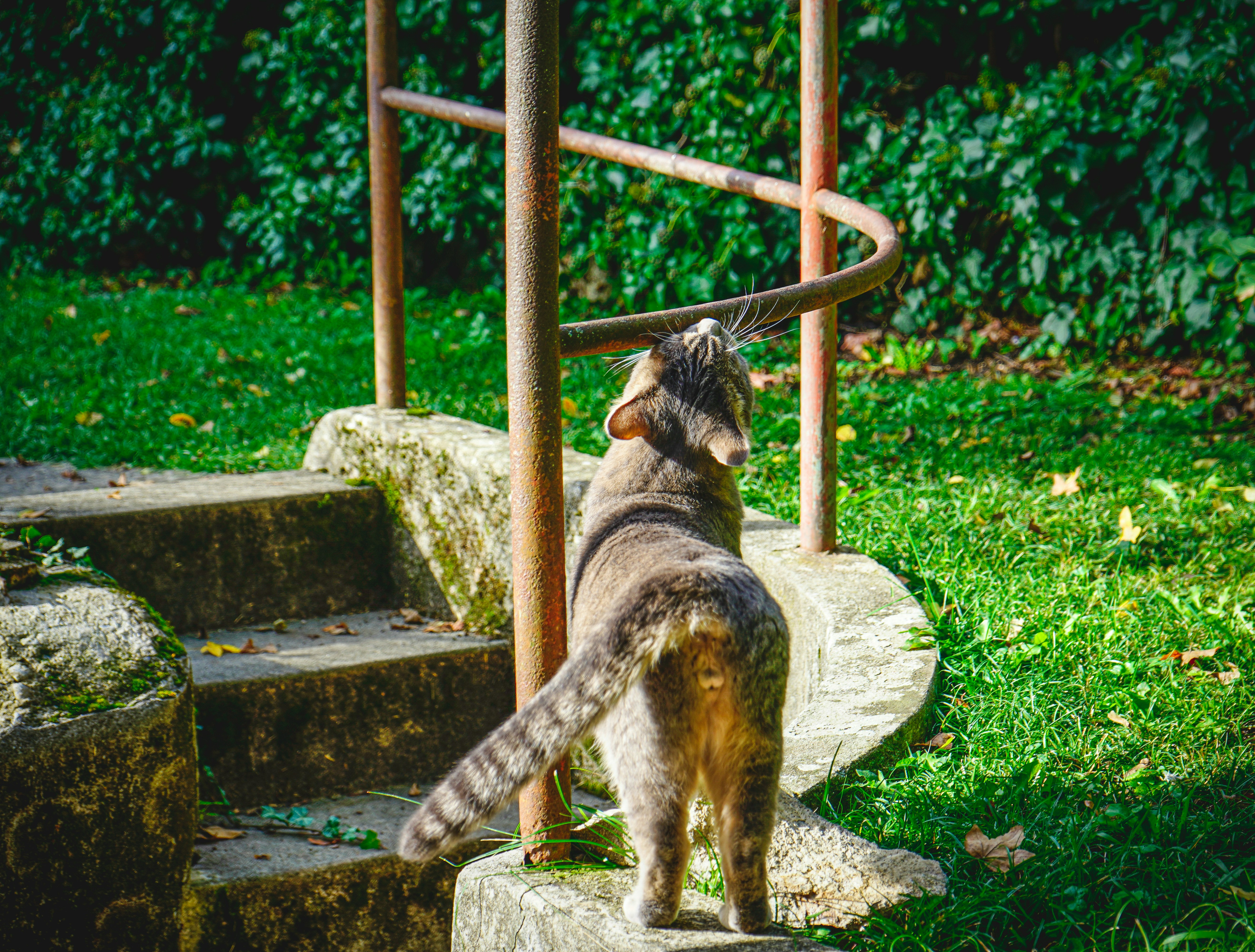 Conservation Notes: The Bigger Picture (image credits: unsplash)