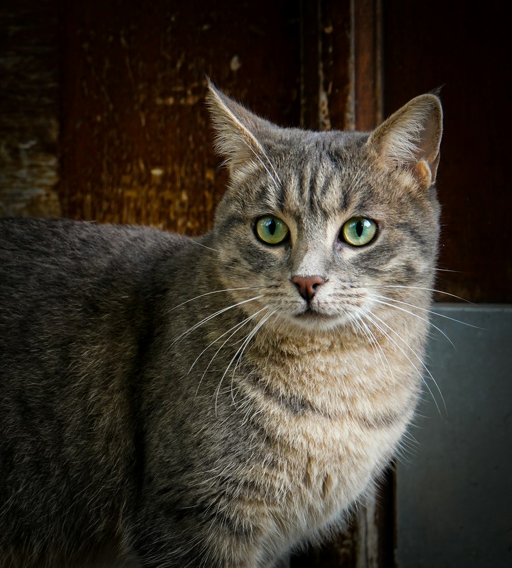 a cat with green eyes