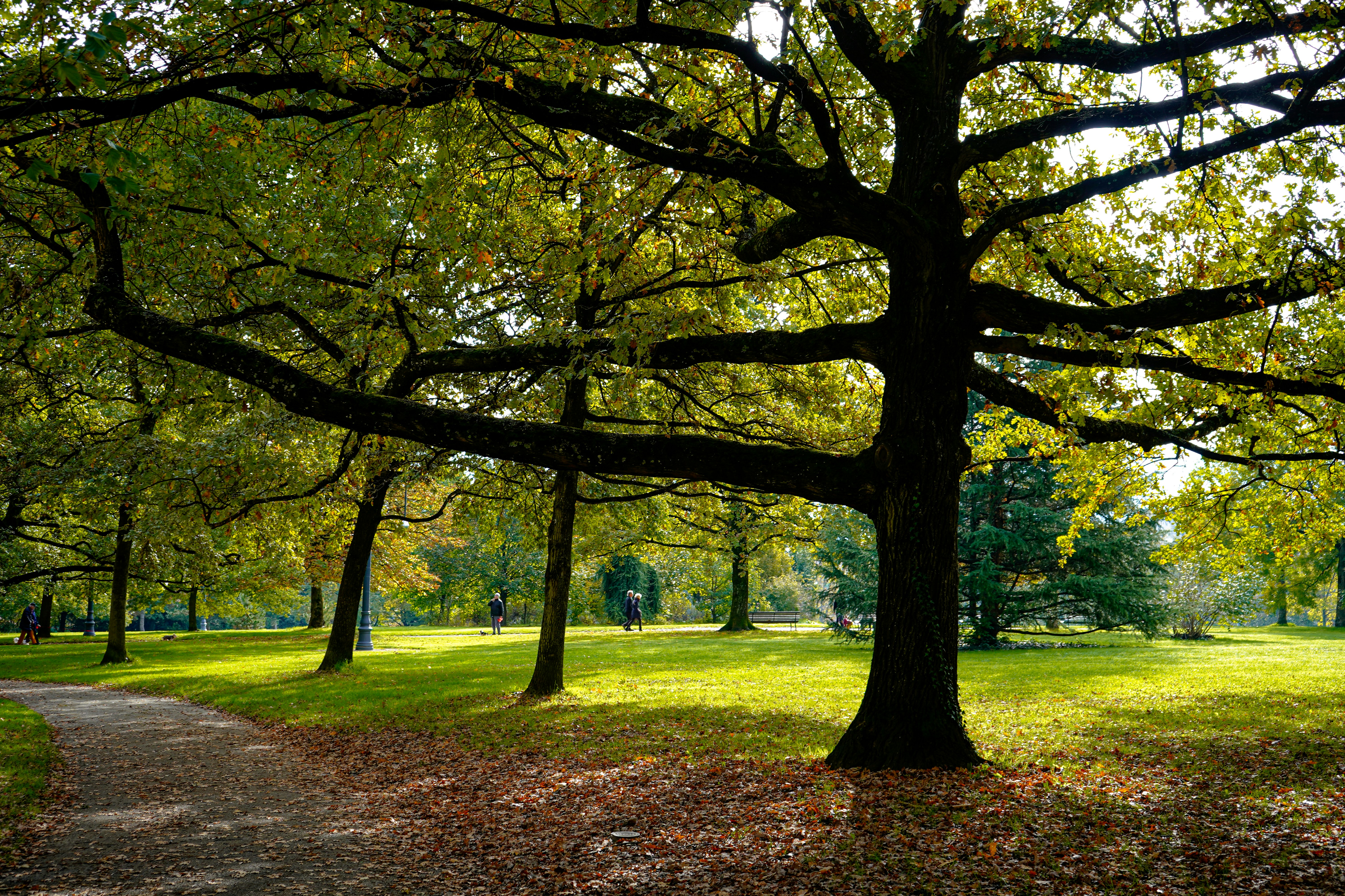 a group of trees in a park