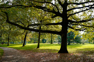 a group of trees in a park