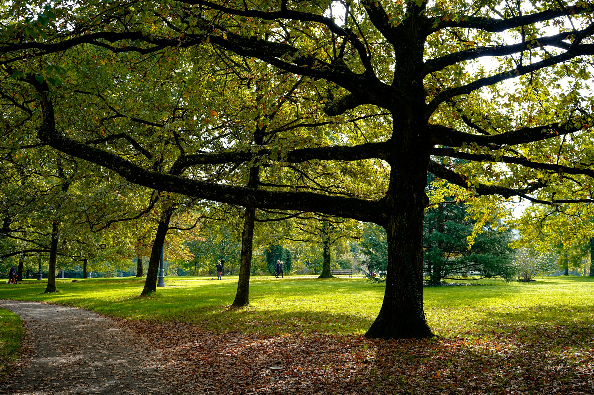 a group of trees in a park