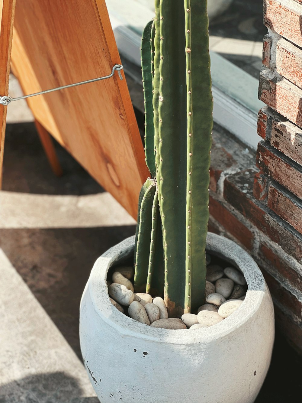 a cactus in a pot