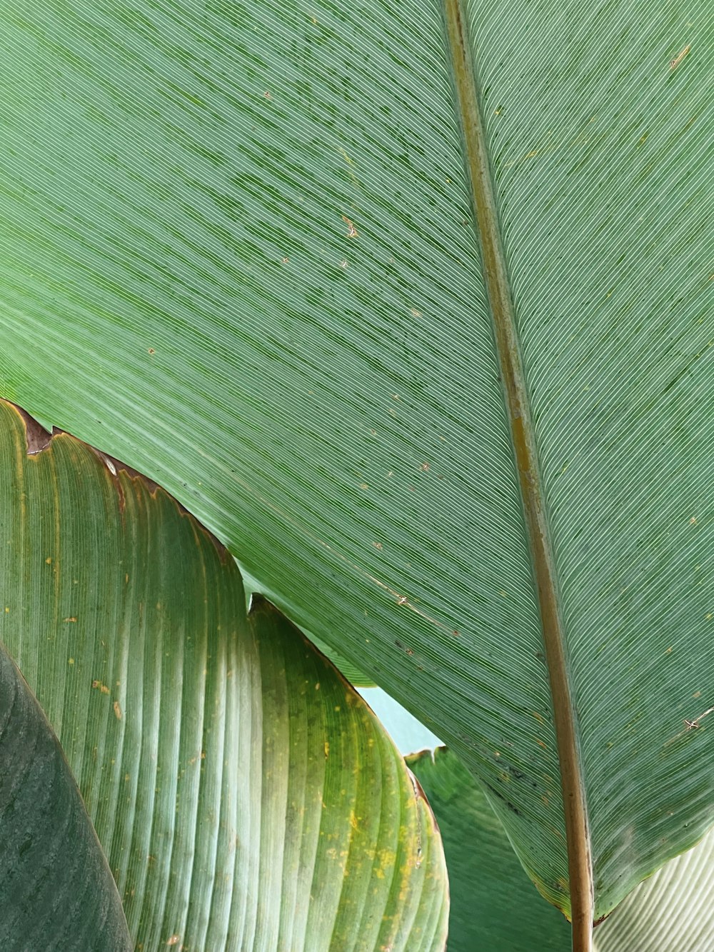 a close-up of a leaf