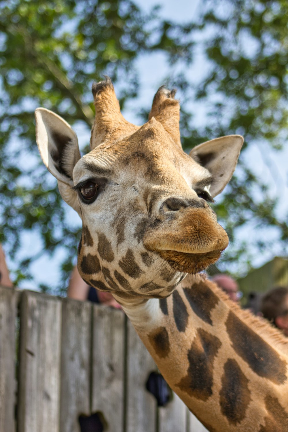 a giraffe licking a person's hand