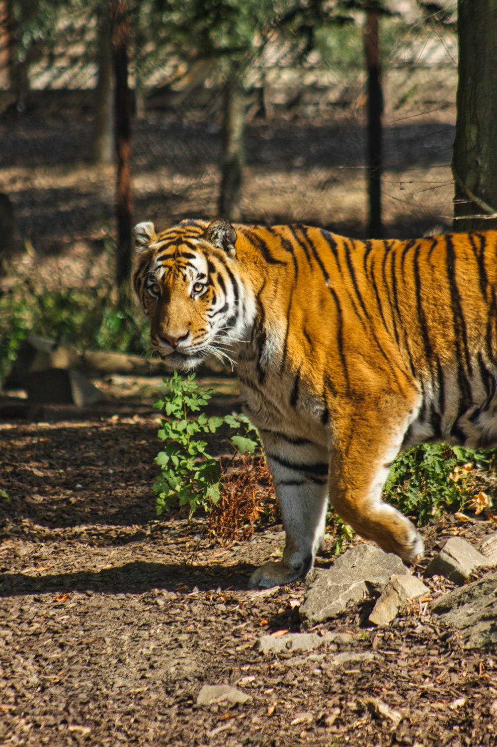 a tiger walking in a wooded area