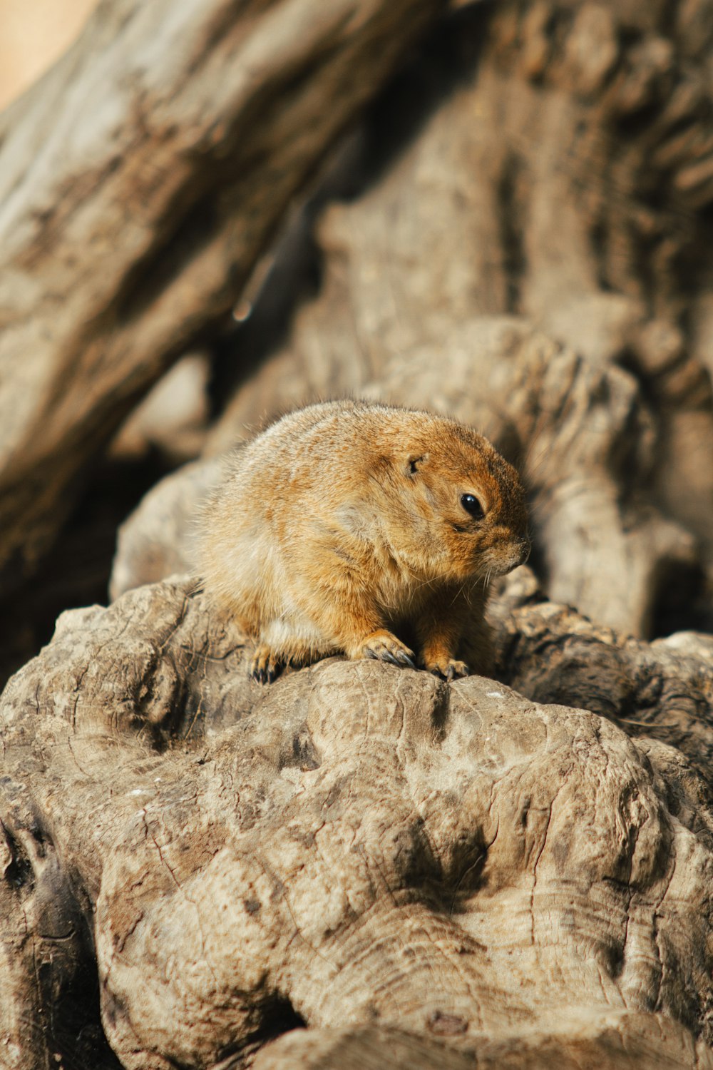 a small animal on a log