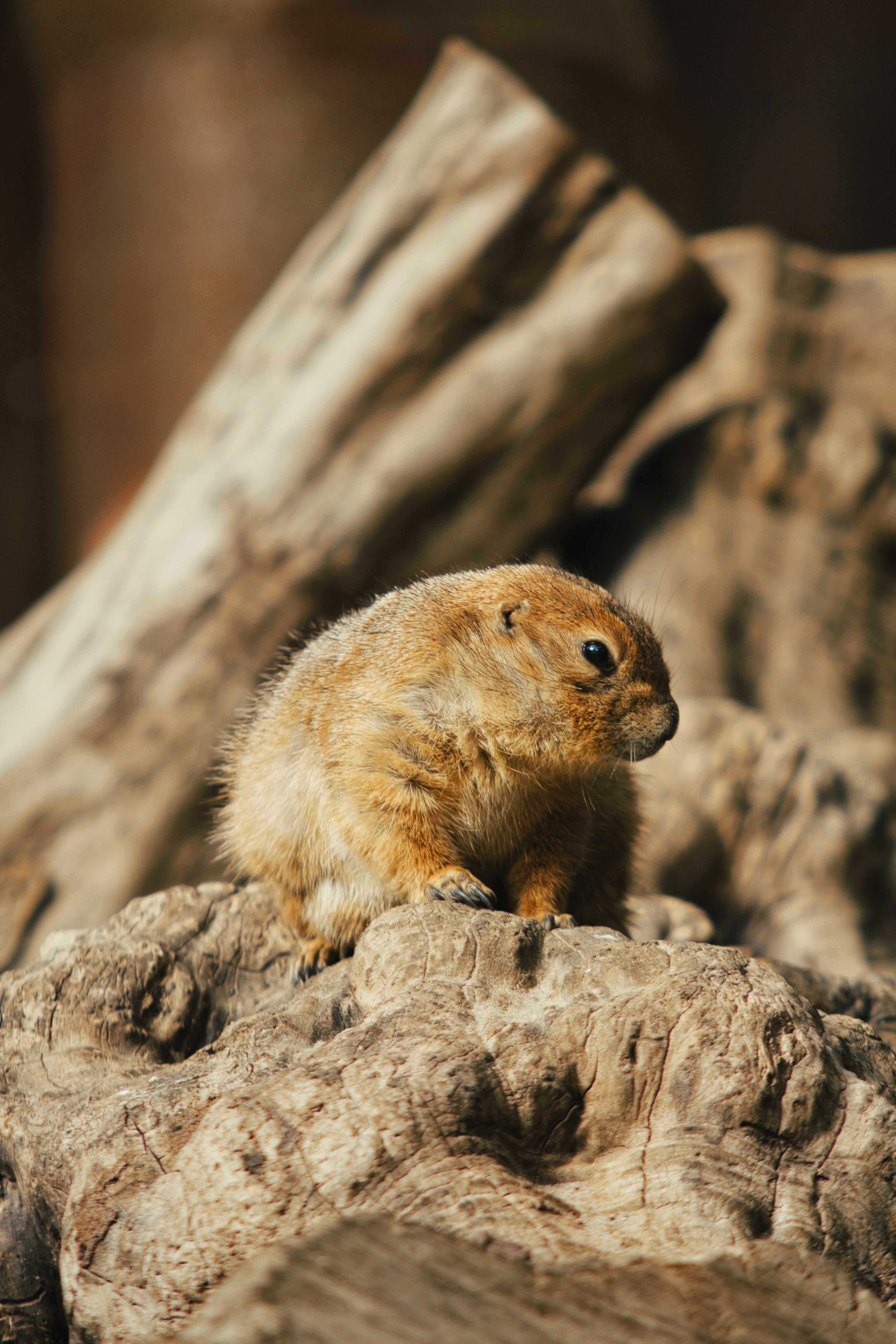 a small animal on a log
