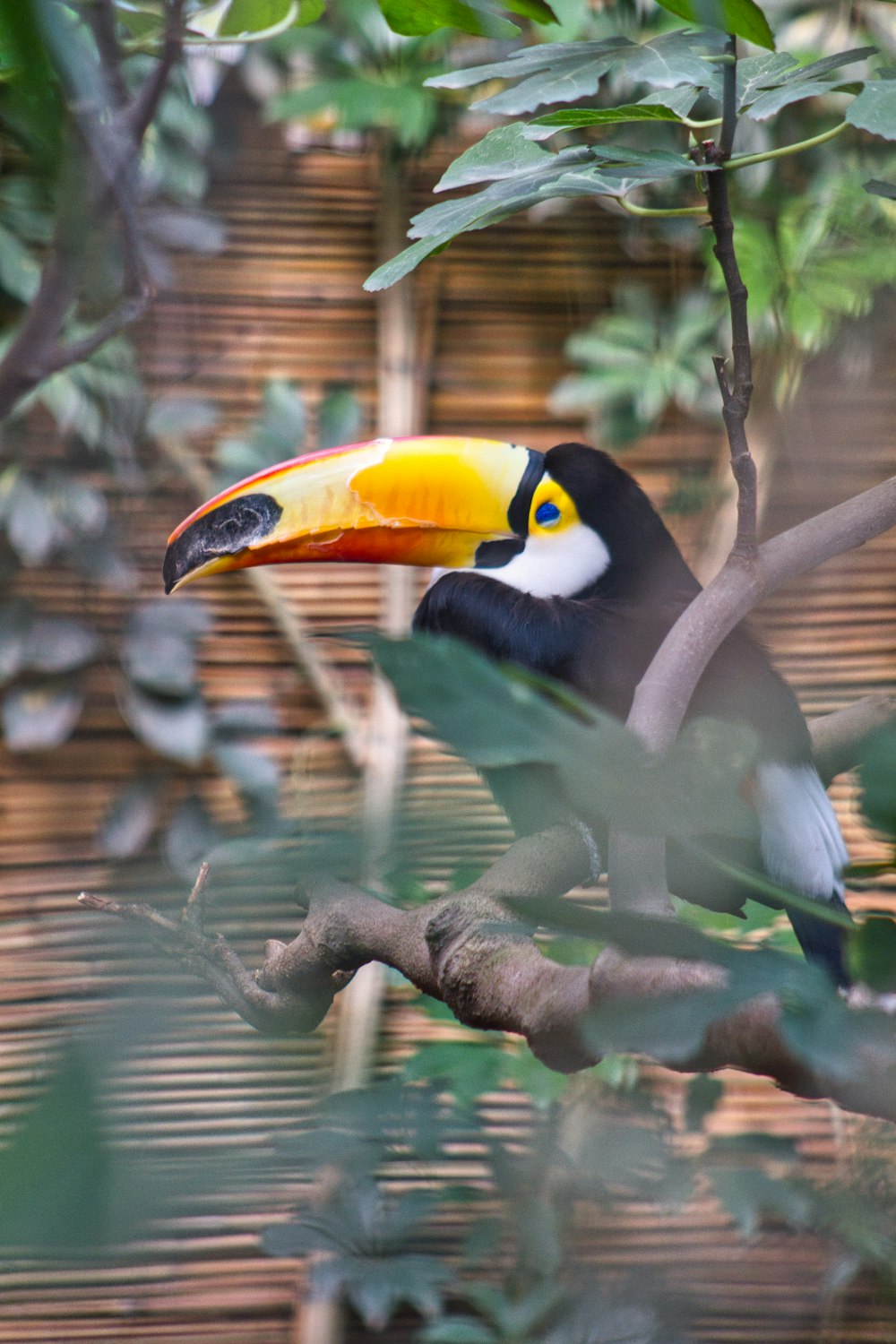 a bird on a tree branch