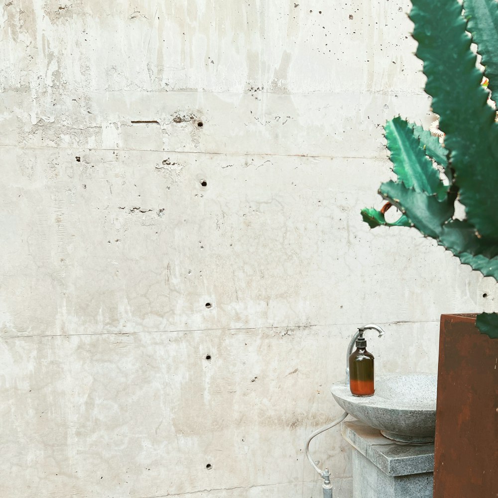 a plant next to a wall