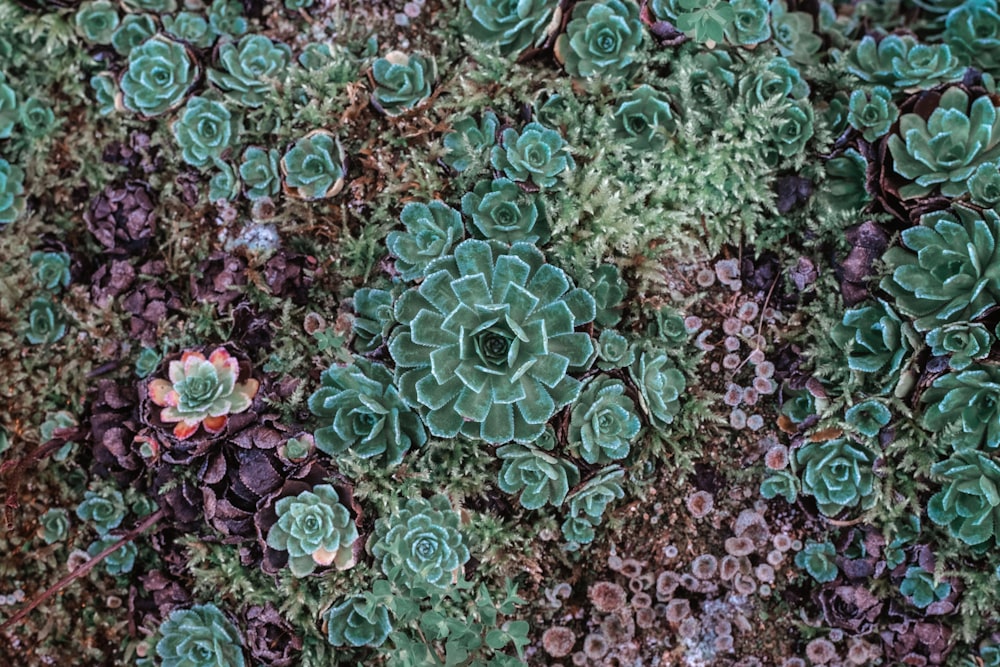 a group of plants with water droplets on them