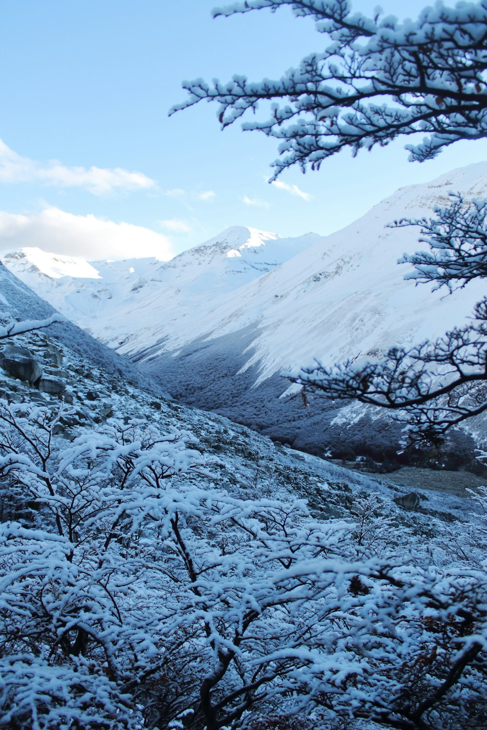 a snowy mountain with trees