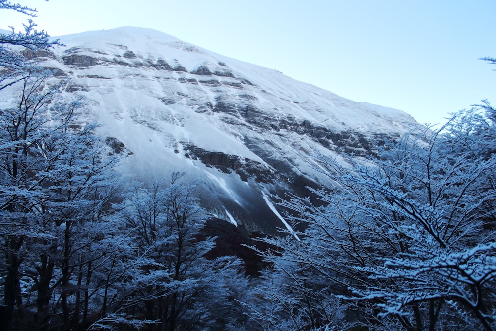 a snowy mountain with trees