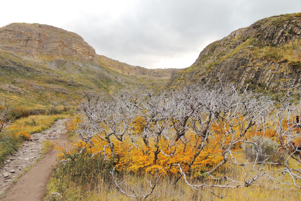 a dirt road in a valley