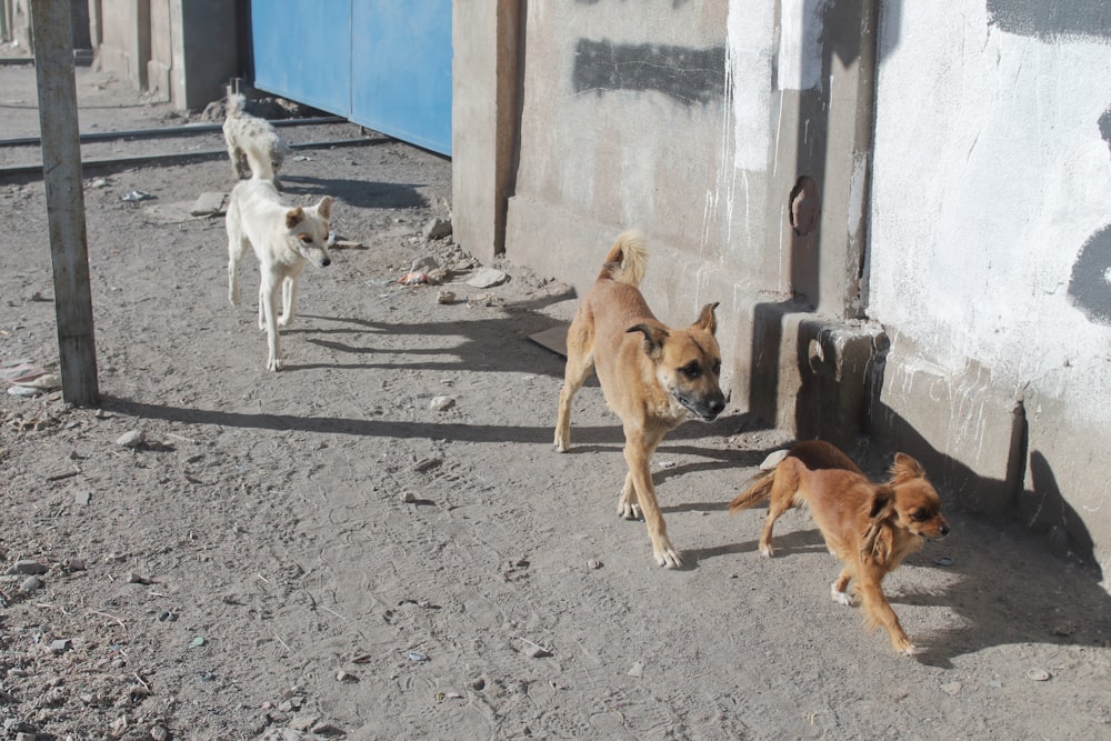 Un gruppo di cani che camminano su una strada