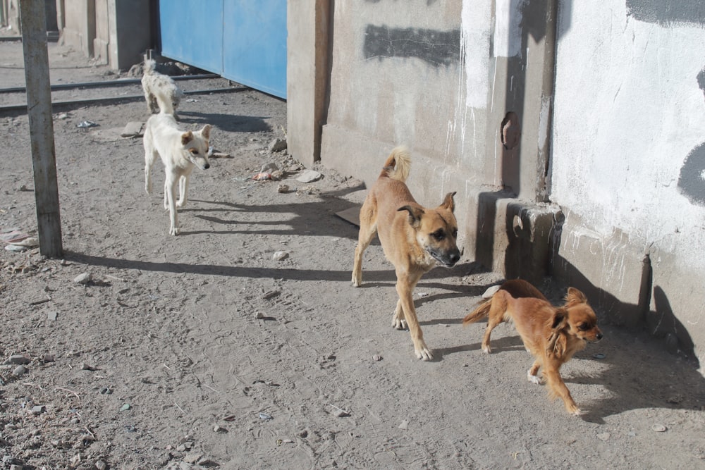 a group of dogs walking on a street